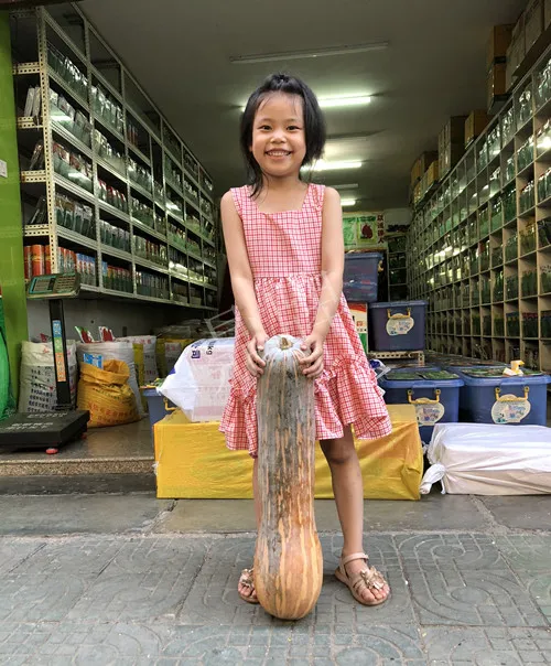 四川農(nóng)戶今年種“健美蜜本”南瓜產(chǎn)量高，品質(zhì)好，感覺巴適得很