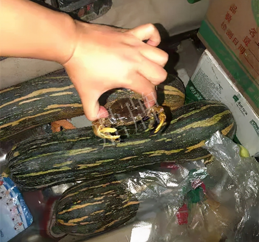 四川農(nóng)戶今年種“健美蜜本”南瓜產(chǎn)量高，品質(zhì)好，感覺巴適得很