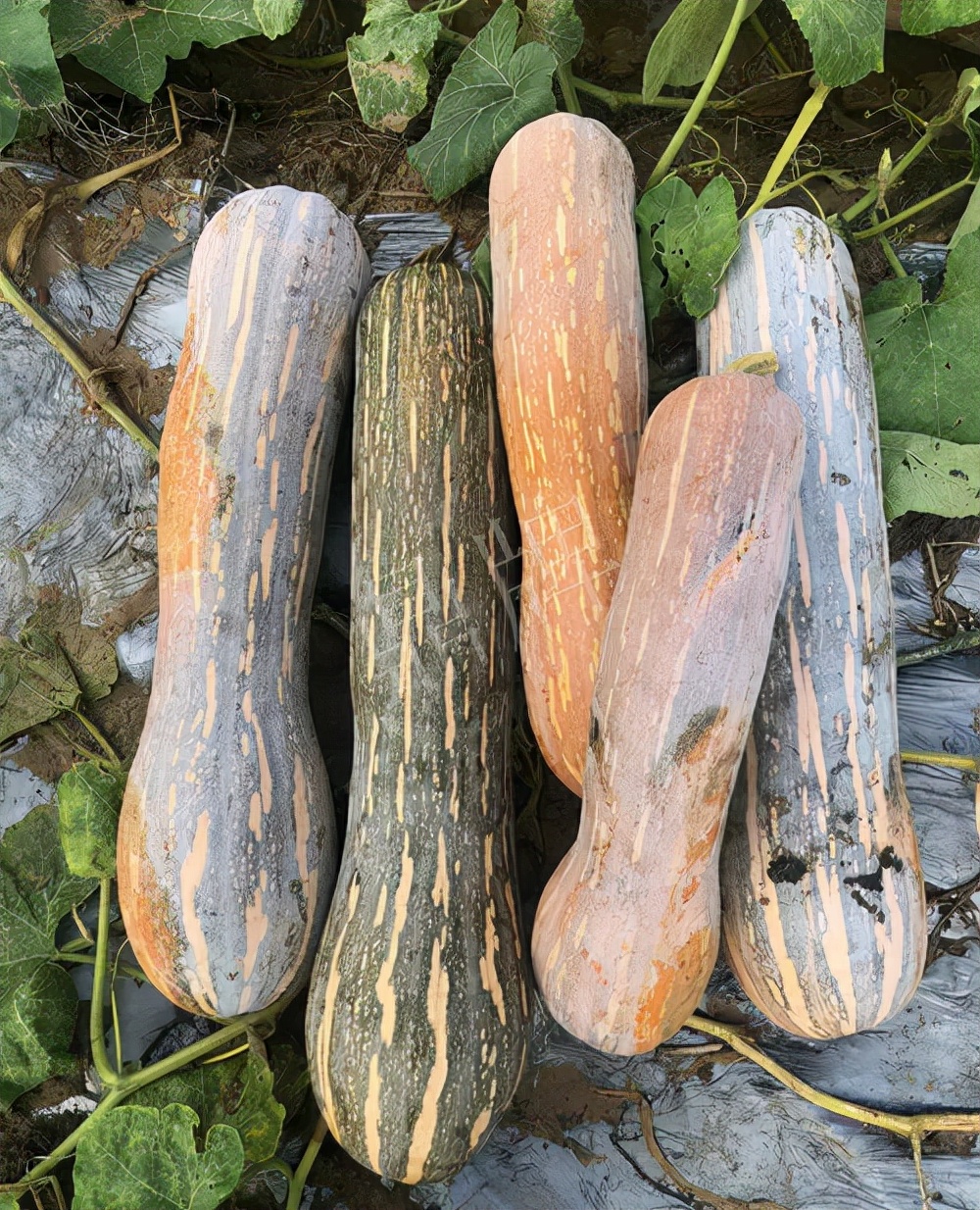四川農(nóng)戶今年種“健美蜜本”南瓜產(chǎn)量高，品質(zhì)好，感覺巴適得很