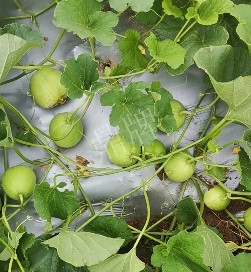 其他品種的甜瓜2塊1斤都賣不動，我的玉奶香2號甜瓜2塊5直接搶