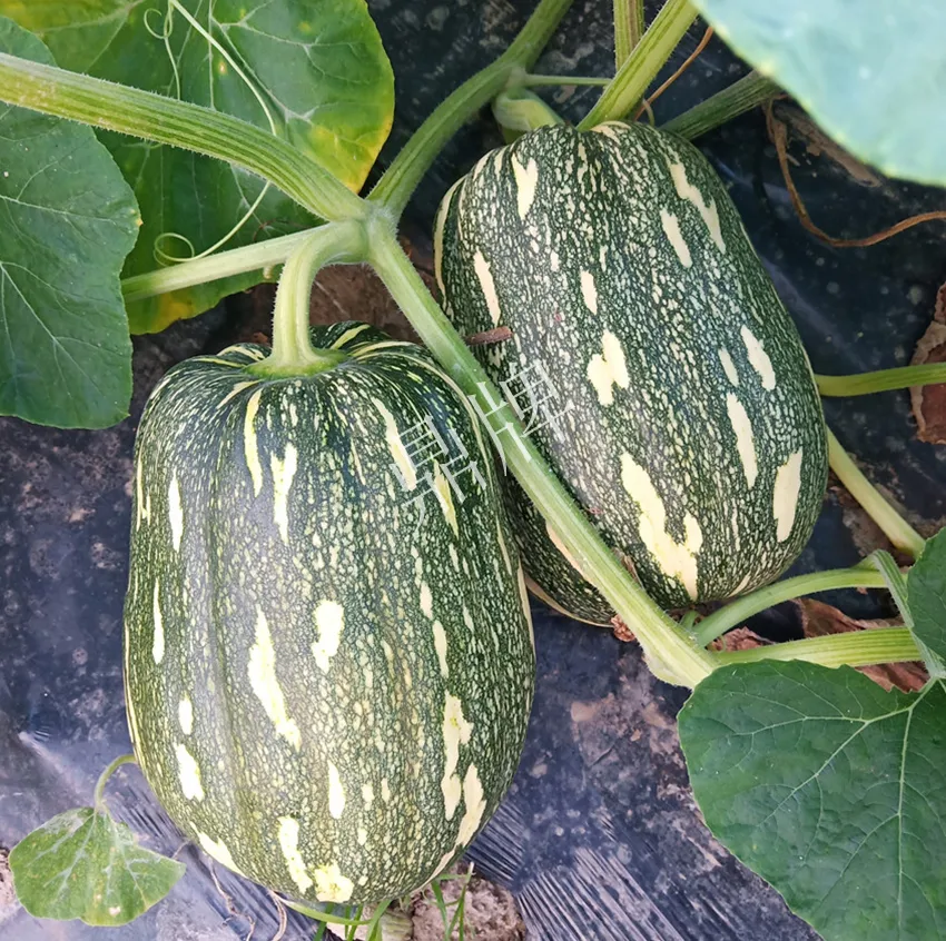 襄陽農(nóng)民“押寶”押對(duì)了，這個(gè)品種幫他賺了2倍錢