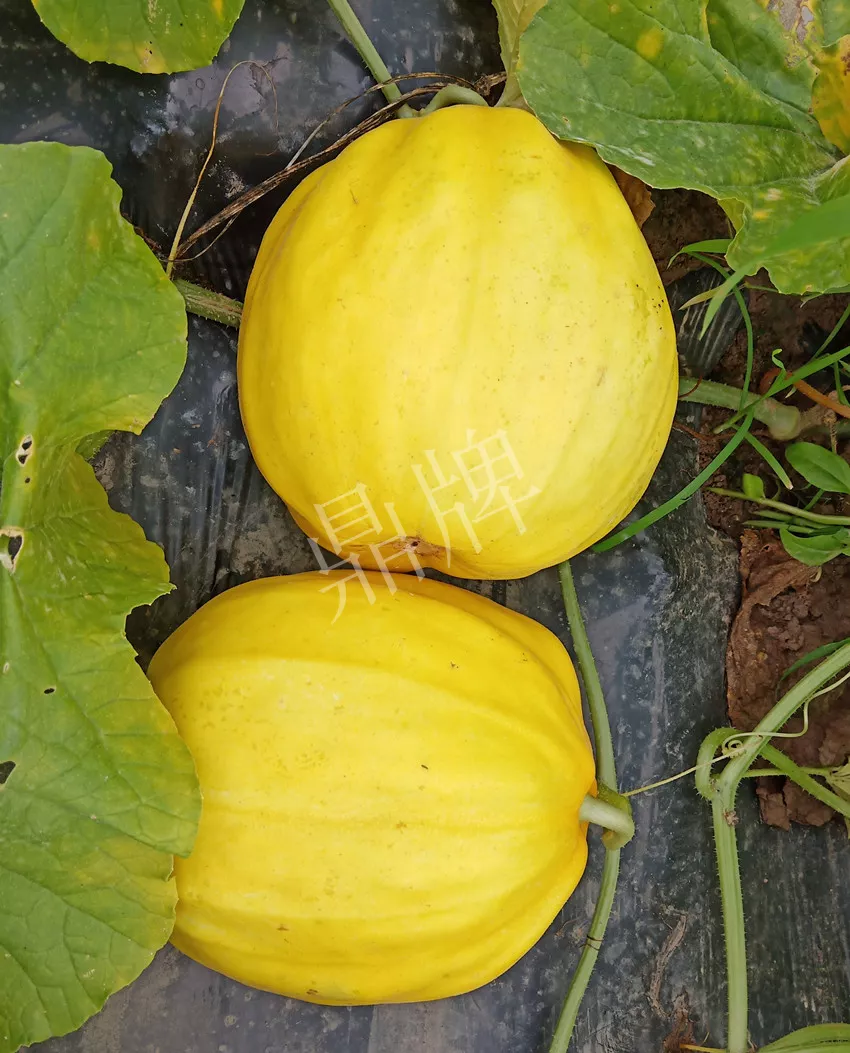 婁底瓜農(nóng)純賺50萬，我這個(gè)“張大膽”榮光了一把