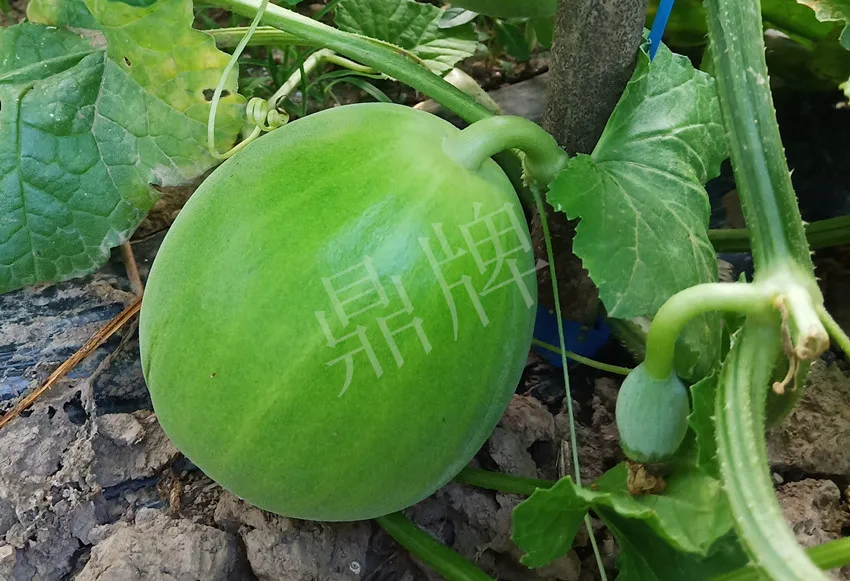 婁底瓜農(nóng)純賺50萬，我這個(gè)“張大膽”榮光了一把