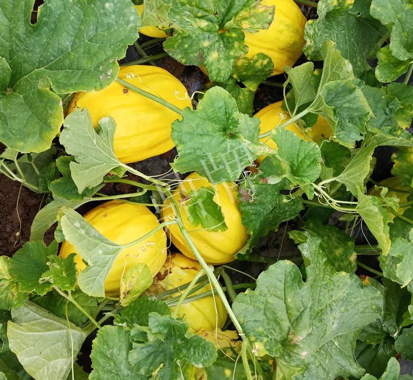 婁底瓜農(nóng)純賺50萬，我這個(gè)“張大膽”榮光了一把