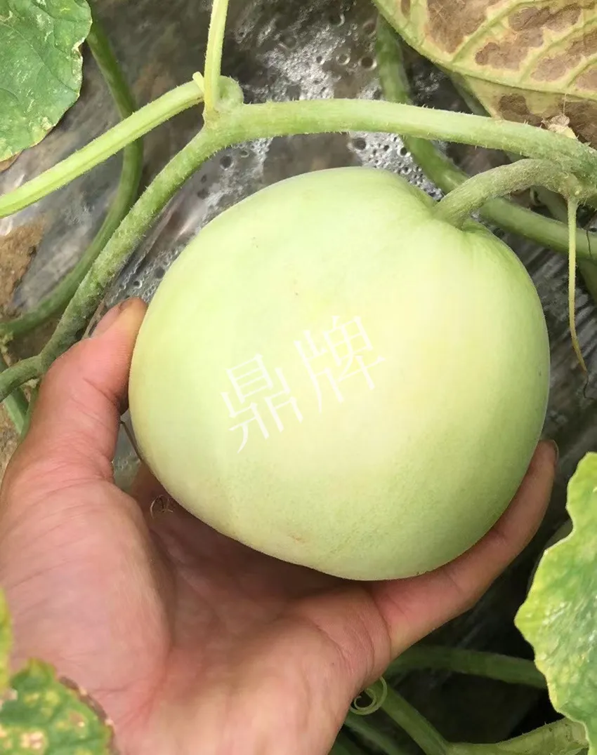 郴州農(nóng)戶種植新品種，果實(shí)又香又甜，很好賣