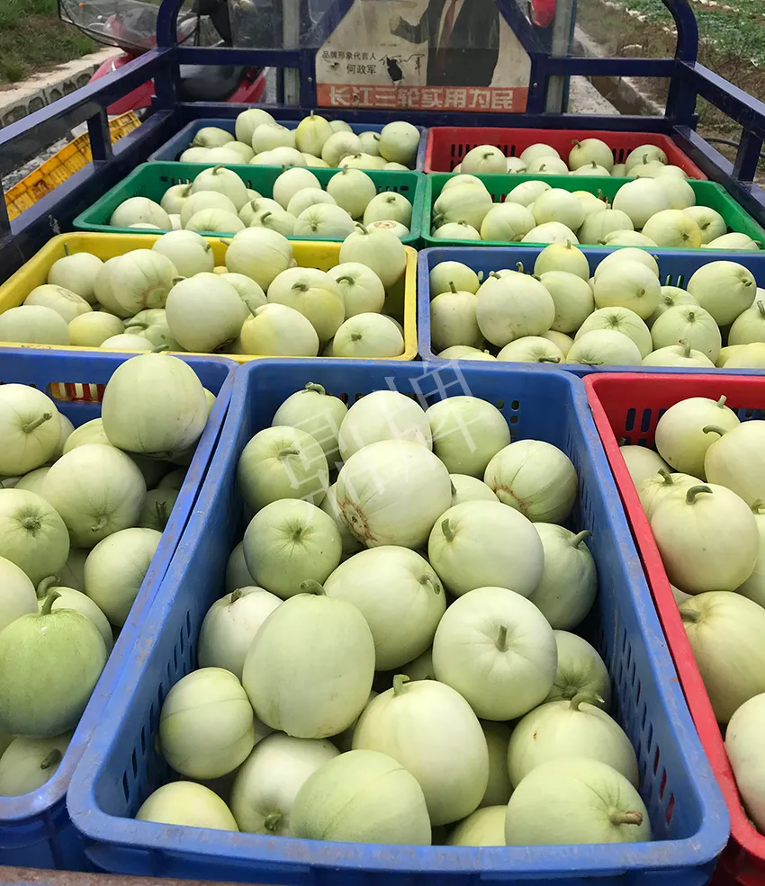 郴州農(nóng)戶種植新品種，果實(shí)又香又甜，很好賣