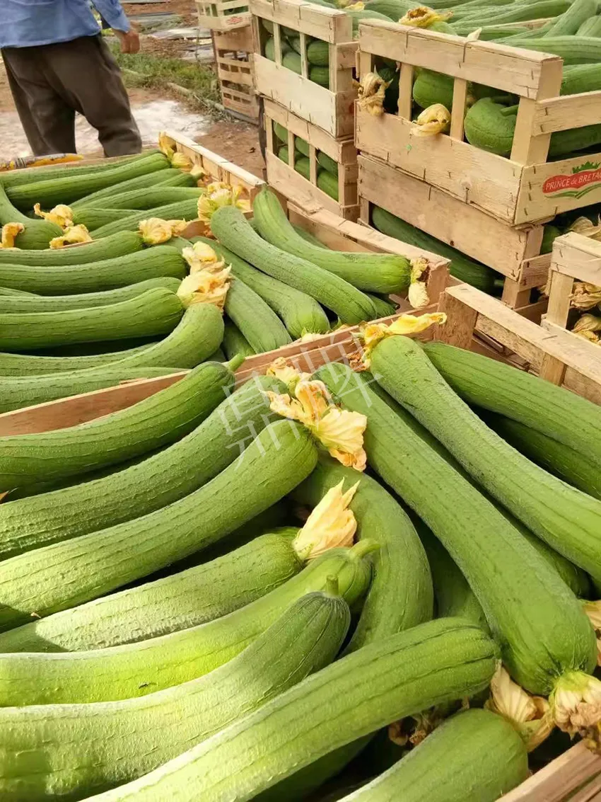 鎮(zhèn)江的何青萍，在法國種植“優(yōu)比1號(hào)”每公斤24元