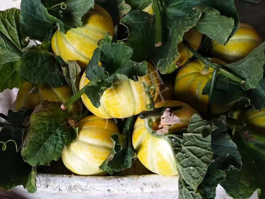 一株坐果15個，6元1斤，好賣得很