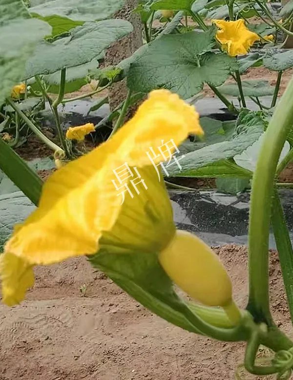 河南3月中旬就上市的“黃金筍瓜”，能買到14元/斤