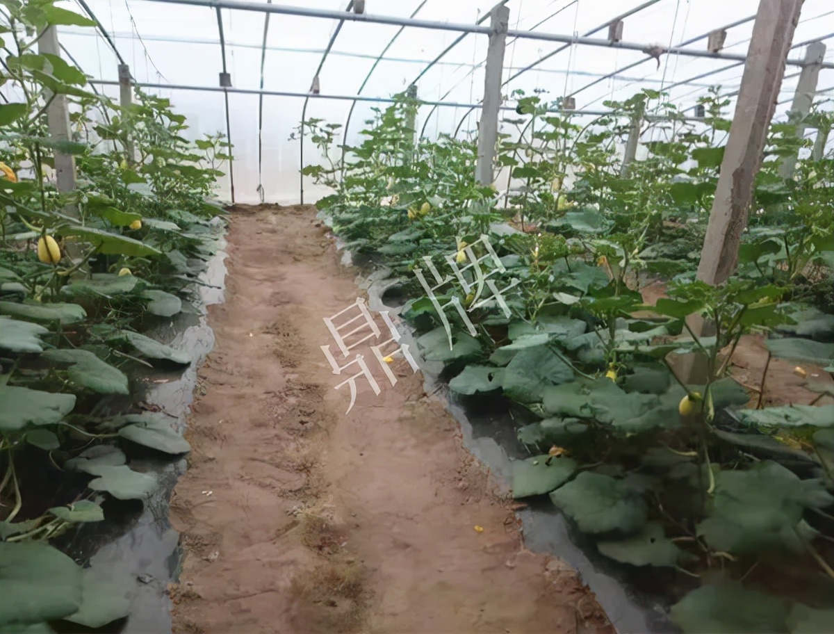 河南3月中旬就上市的“黃金筍瓜”，能買到14元/斤