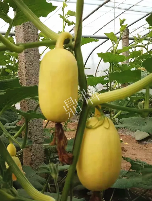 河南3月中旬就上市的“黃金筍瓜”，能買到14元/斤
