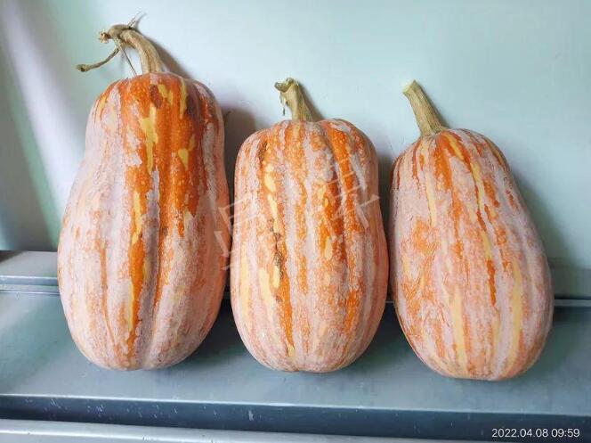 蔬菜種子種植戶客戶點(diǎn)評(píng)-去年的南瓜，放到現(xiàn)在還完好！能賣什么價(jià)？