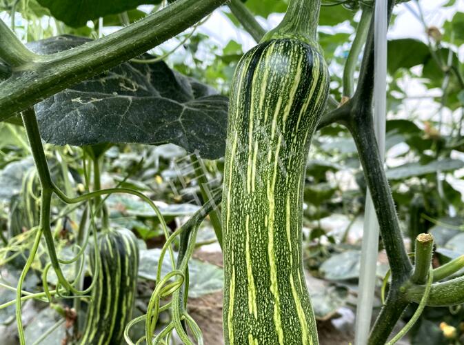 蔬菜種子種植戶客戶點評-打破常規(guī)，我的南瓜賣7元1斤……