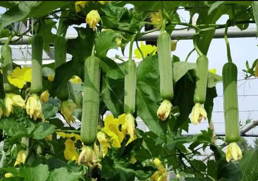 蔬菜種子種植戶客戶點(diǎn)評-每畝收入2萬元！這個絲瓜品種大受歡迎！