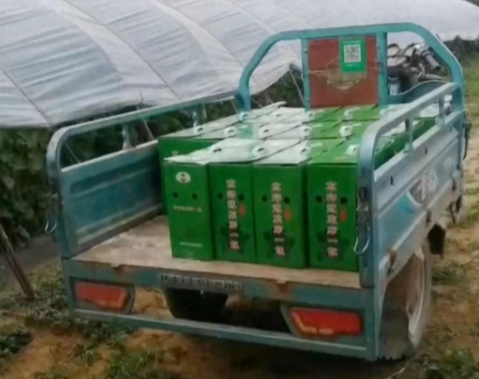 蔬菜種子種植戶客戶點(diǎn)評-很暢銷！團(tuán)購6元一斤，這瓜夠香、夠甜、夠得勁兒！