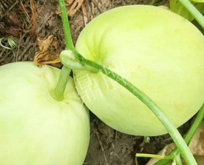 蔬菜種子種植戶客戶點(diǎn)評(píng)-我終于找到滿意的甜瓜品種了！