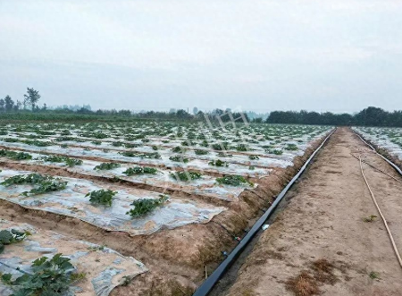 蔬菜種子種植戶客戶點(diǎn)評(píng)-80后大廚回鄉(xiāng)種甜瓜，第一年就賺15萬(wàn)！