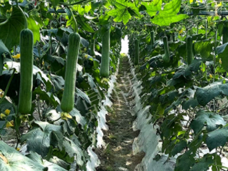 蔬菜種子種植戶客戶點(diǎn)評(píng)-高手在民間，浙江蒼南的絲瓜在下半年至春節(jié)，都有大量上市！