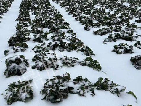 蔬菜種子種植戶客戶點(diǎn)評(píng)-春節(jié)期間，2畝雜交“東漢菜”一批就賣了2萬(wàn)多元！