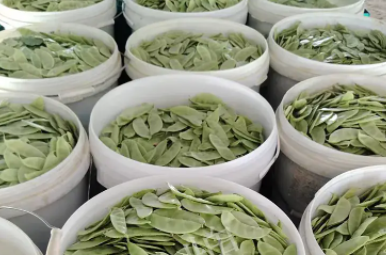 蔬菜種子種植戶客戶點(diǎn)評(píng)-時(shí)隔20年，我再種這個(gè)品種，大家來(lái)看看，怎么樣？