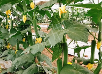 蔬菜種子種植戶客戶點(diǎn)評(píng)-一株結(jié)瓜30多個(gè)，價(jià)錢(qián)好，賺了！