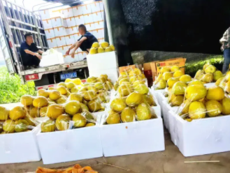 蔬菜種子種植戶客戶點(diǎn)評(píng)-這位老板像初戀一樣，獨(dú)愛(ài)“金美2號(hào)”