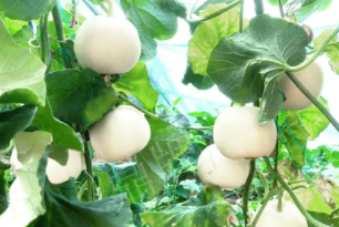 蔬菜種子種植戶客戶點(diǎn)評(píng)-丁老板說(shuō)：種植這個(gè)品種，獲得了滿意的收入，確實(shí)“爽歪歪”