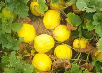 蔬菜種子種植戶客戶點(diǎn)評-瓜農(nóng)說：“還得是這個品種?。　?，什么品種讓種植戶如此感慨？