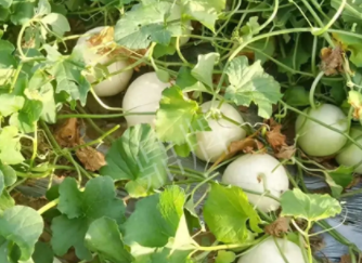 蔬菜種子種植戶(hù)種植心得-真有這么好嗎？這個(gè)品種我試種了一畝地，猜猜