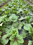 蔬菜種子種植戶客戶點(diǎn)評-第一次種植這種菜，現(xiàn)在可以上市了，大家?guī)臀医ㄗh一下，能賣個什么價格？