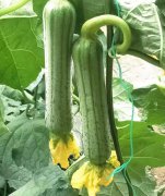 蔬菜種子種植戶客戶點(diǎn)評-這瓜，太美了！太美了！但我這個(gè)老菜農(nóng)……唉！