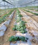 蔬菜種子種植戶客戶點評-三倍體絲瓜到底是斷頭好？還是不斷頭好？看看這位老板的做法……