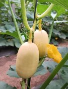 蔬菜種子種植戶客戶點評-瓜菜價格不好，太卷了！看一位種植大戶穩(wěn)穩(wěn)賺錢的經驗…