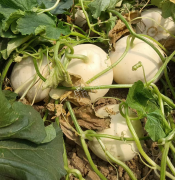 蔬菜種子種植戶客戶點評-我種植的這個品種，稱得上“白馬王子”，與大家分享！