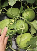 蔬菜種子種植戶客戶點評-瓜商喜歡、消費者喜歡，這個品種就好銷售！