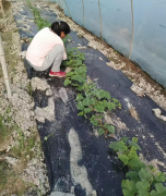 蔬菜種子種植戶客戶點評-我想要一個抗高溫又品質優(yōu)良的甜瓜品種，終于找到了！