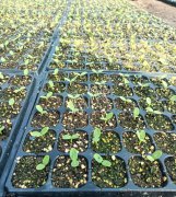 蔬菜種子種植戶客戶點評-高溫+病毒，雙重暴擊！今年種植這個品種能賺錢嗎？